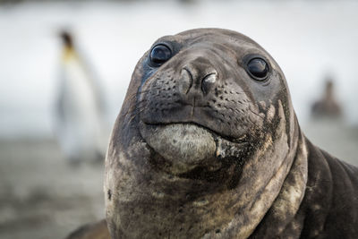 Close-up portrait of seal