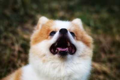 Close-up of a dog on field