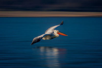 Bird flying over sea