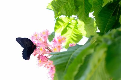 Low angle view of flowers
