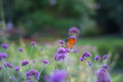 Close-up of butterfly pollinating on purple flower