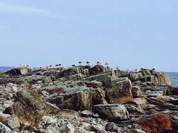 Birds on beach against clear sky