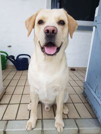 Portrait of dog sitting