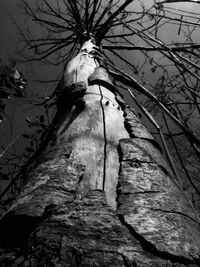 Low angle view of bare trees against sky