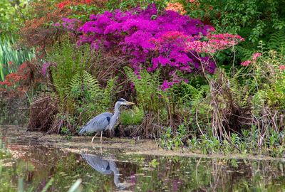 View of bird perching on plant in lake