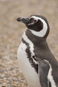 Close-up of a bird