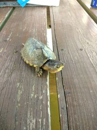 High angle view of a lizard on wood
