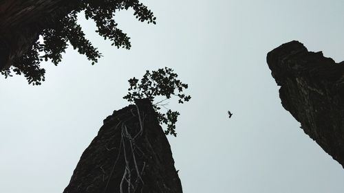 Low angle view of bird perching on tree against sky