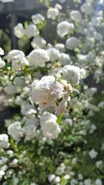 Close-up of white flowers