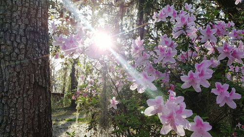 Low angle view of flower tree