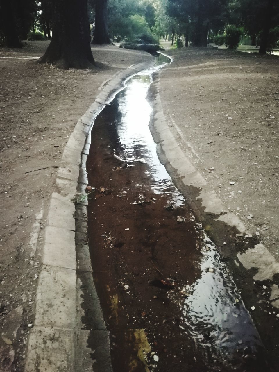 REFLECTION OF TREES ON WET ROAD