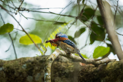 Close-up of bird perching on branch