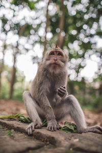 Monkey sitting on ground 