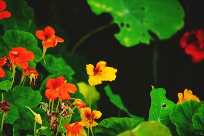 Close-up of flowering plants