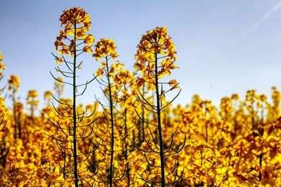 Low angle view of yellow flowering plants on field against sky
