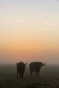 Two cape buffalo stand silhouetted at dawn