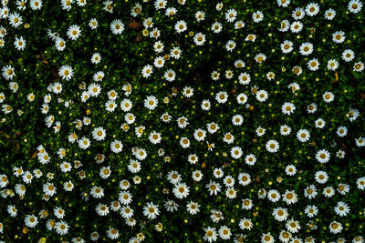 High angle view of flowering plant on field