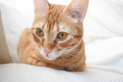 Close-up portrait of cat lying on bed