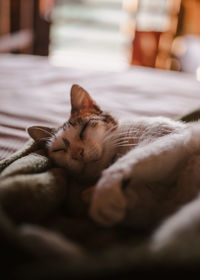 White cat sleeping in a bed of a wooden cabin