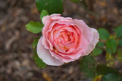 Close-up of pink rose blooming outdoors