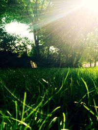 Sun shining through trees on grassy field