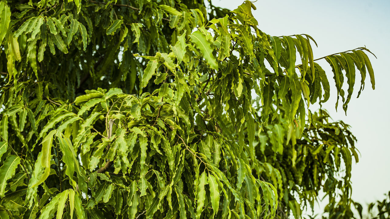 CLOSE-UP OF FRESH GREEN LEAVES