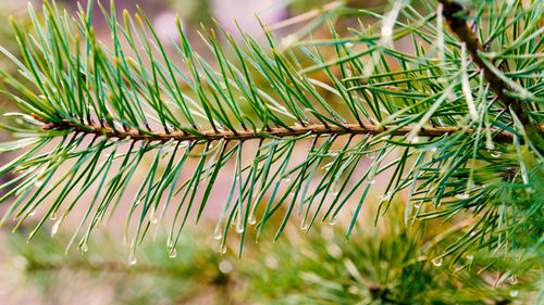 Close-up of pine tree