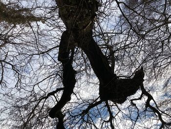 Low angle view of silhouette bare tree in forest