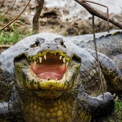 Close-up of crocodile