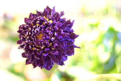 Close-up of purple flowering plant
