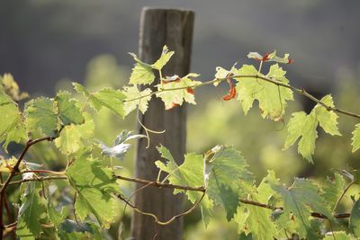 Close-up of fresh green leaves on plant