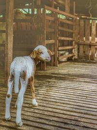 Dog looking away on footpath