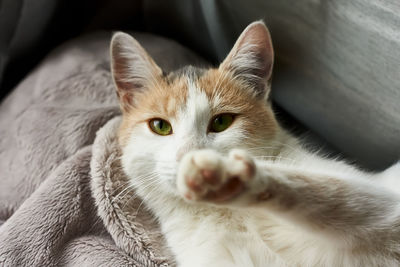 Cute tree-colored cat raises her paw as a sign of keeping distance. covid-19 times. cat day concept