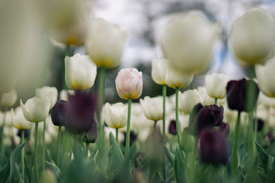 Close-up of white tulip flowers on field