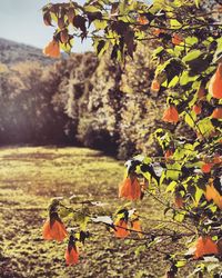 Close-up of orange flowers on field