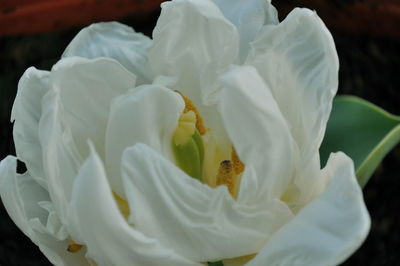 Close-up of white rose