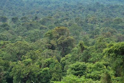 Scenic view of forest