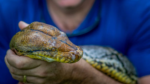 A big and ferocious python catches snakes by hand, beautiful striped boa in a fertile forest.