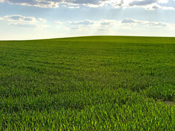 Scenic view of field against sky