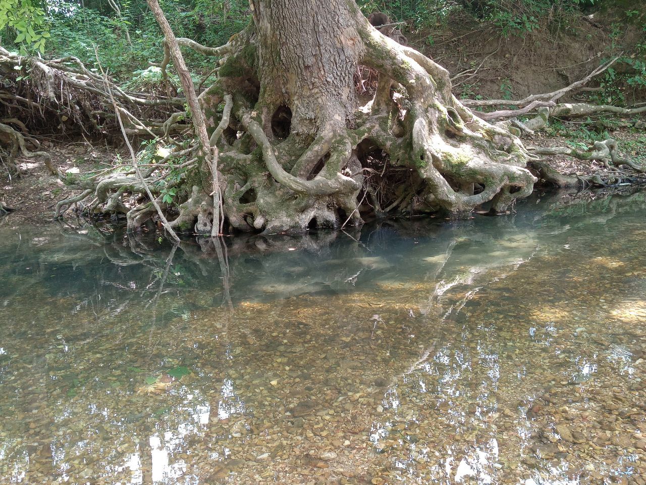 tree, plant, water, nature, day, no people, tranquility, forest, land, beauty in nature, root, swamp, river, wetland, growth, wildlife, trunk, outdoors, tree trunk, waterfront, branch, non-urban scene, stream, woodland, fallen tree, tranquil scene, wilderness, reflection, scenics - nature, natural environment, falling