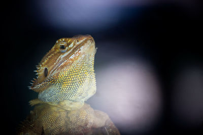 Close-up of lizard