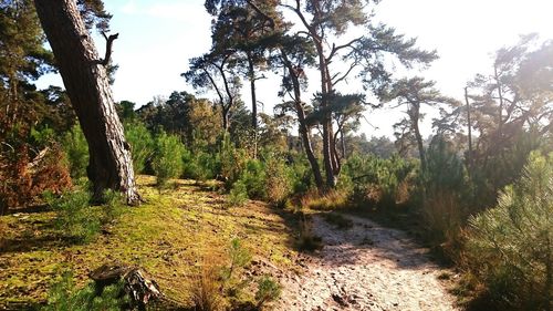 Trees in forest