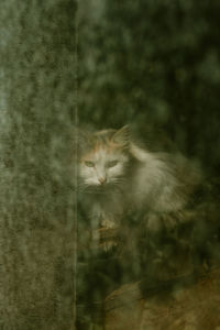 Portrait of cat