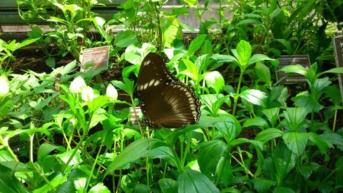 Close-up of butterfly on plant