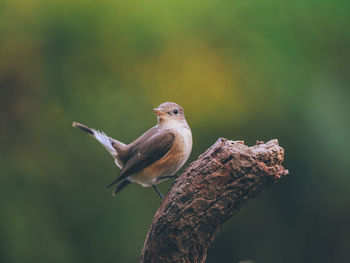 Low angle view of bird perching on branch