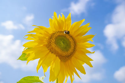 Close-up of sunflower against sky