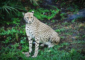 High angle view of cheetah sitting on field