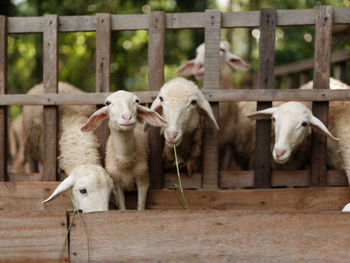 Sheep grazing in pen