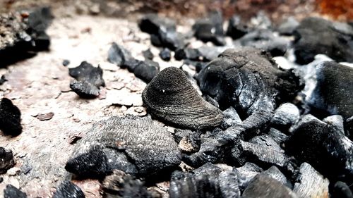 Close-up of insect on rock
