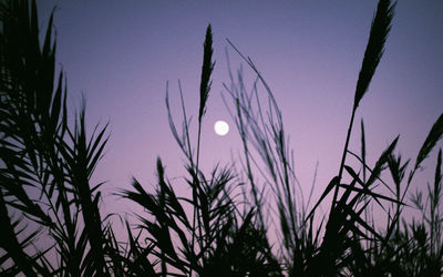 Close-up of silhouette plants against sunset sky